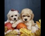 Maltipoo štenci, prelepe bebe 