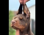 Doberman prelepi stenci