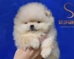 Pomeranac BOO medvedići, Pomeranski špic štenci