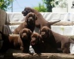 Čokoladni Labrador Retriver štenci