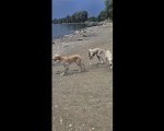 Persijski hrt SALUKI štenci 