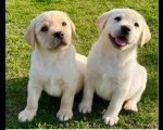 Labrador retriver štenci vrhunske krvne linije