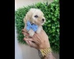 Maltipoo prelepi stenci