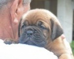 Bordoska Doga (Dogue de Bordeaux) prelepi stenci 