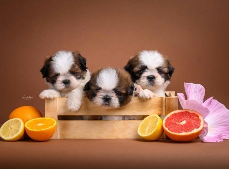 shih1.jpg