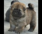 Chow Chow 