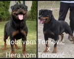 ROTVAJLER, stenci i odrasli psi