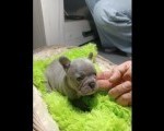 Francuski buldog štenci exotic,plavi,klasik i fluffy