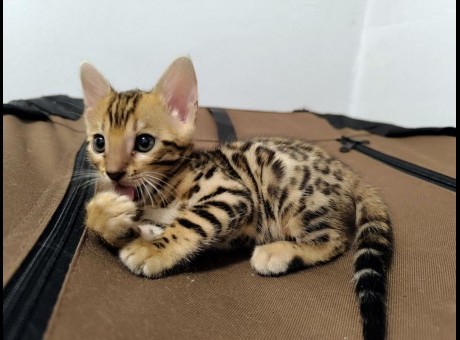 bengal1.jpg