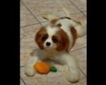 Dostupni štenci Cavalier King Charles spanijela  