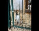 Shiba inu štenci od vrhunskih roditelja
