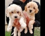 Maltipoo štenci 