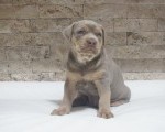 Pitbull Lilac Tricolor štene