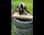 Belgijski ovcar -  Malinoa, zenka