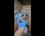 Francuski buldog exotic