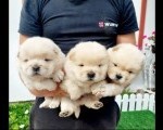 Chow Chow cau cau stenci