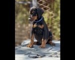 Prodaju se prelepi štenci dobermana, stari 3 meseca