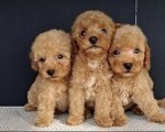 Maltipoo štenci