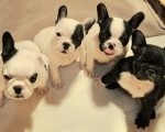 Francuski Buldog prelepi štenci  