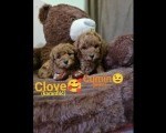 TOY Crvene Pudle/Crvena Pudla - štenci mužjak i ženka