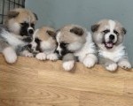Stenci Akita Inu