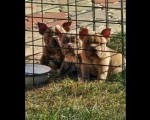 American Bully pocket i egzotic u lilac i coko boji 
