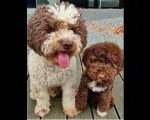 Novo leglo Lagotto romangolo
