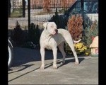 Dogo Argentino,mužijak slobodan za parenje