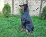 Doberman - skotna zenka