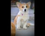 Velški korgi/Welsh Corgi Pembroke
