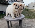 Na prodaju dva mužjaka chow chow  