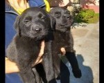 Prodajem dva muska steneta Labradora