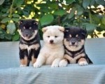 Shiba Inu / Šiba inu, štenci