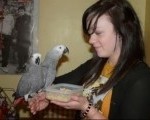 African Greys for Adoption