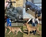 Štenci Cane Corso 