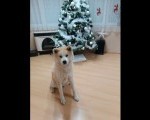 Stenci Akita Inu 