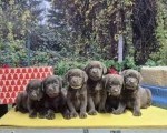Izuzetna čokoladna štenad Labrador retrivera 