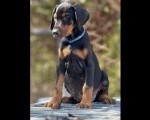Prodaju se prelepi štenci dobermana, stari 3 meseca
