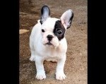 Francuski Buldog vrhunski štenci