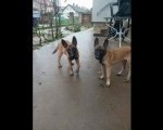 Belgijski ovčar MALINOA štenci   