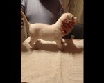 Dogo Argentino, štenci