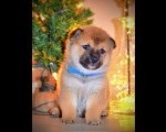Šiba inu štenci-Shiba inu