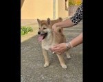 Shiba inu štenci od vrhunskih roditelja 