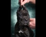 Cane Corso stenad