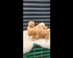 Maltipoo- bipoo