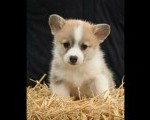 Velški korgi/Welsh Corgi Pembroke