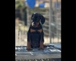 Prodaju se prelepi štenci dobermana, stari 3 meseca
