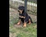 Na prodaju štenad Rottweilera vrhunskog porekla 