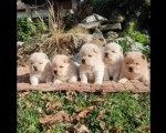 Cau cau, Chow chow stenci