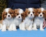 Dostupni štenci Cavalier King Charles spanijela  